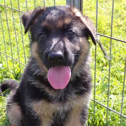 German Shepherd Puppies from Von Tief