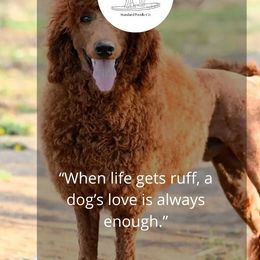 Jasper - Poodle