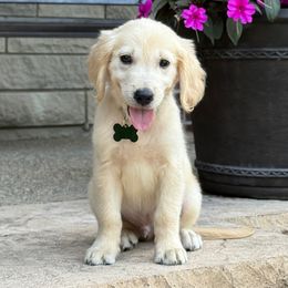 Henry - Light golden male Golden Retriever puppy in Wolcott, Indiana from Sunnyside Meadows Goldens