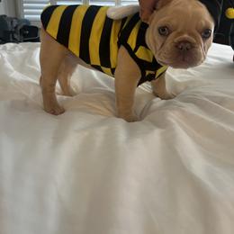 French Bulldog Puppies from Foster Lake Frenchies