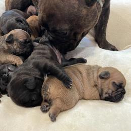 French Bulldog Puppies from Chen French Bulldogs