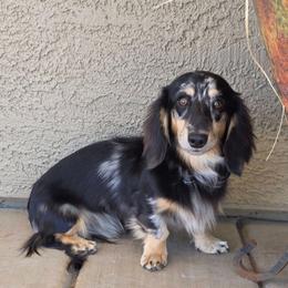 Rip - Dachshund