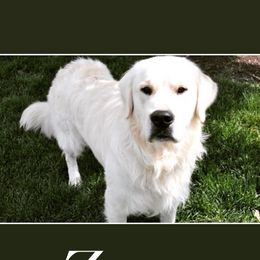 Zeus - Golden Retriever