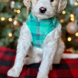 Goldendoodle Puppies from DM Hilltop FURfamily
