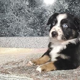Miniature American Shepherd and Miniature Australian Shepherd Puppies from Buck-Run Puppies