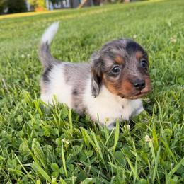 Boy 1 - Gray (blue) and tan male Dachshund puppy in Belmont, Wisconsin from ATR Dachshunds