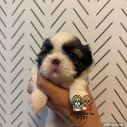 Birdi - Tricolor female Shih Tzu puppy in Walkertown, North Carolina from Lil’ Bit’s Shih Tzu