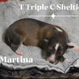 Martina - Sable and white female Shetland Sheepdog puppy in Gladbrook, Iowa from T Triple C Shelties