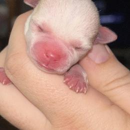 Girl 5 - Merle female Chihuahua puppy in New Castle, Delaware from Sasha’s Elite Kennel LLC