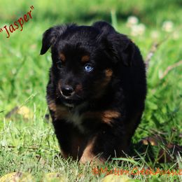 Jasper Blue Eye - Black tri male Miniature Australian Shepherd puppy in Dadeville, Missouri from Mutton Creek Aussies