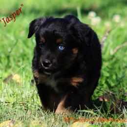 Jasper Blue Eye - Black tri male Miniature Australian Shepherd puppy in Dadeville, Missouri from Mutton Creek Aussies