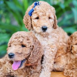 Goldendoodles from Leopard n Lace Doodles