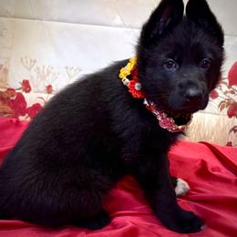 Mistique - Black female German Shepherd puppy in Yorkville, Illinois from Vom Archbold Haus World Class German Shepherds