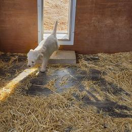 Red girl - Light golden female Golden Retriever puppy in Albuquerque, New Mexico from Teeter's Desert  Goddess Goldens