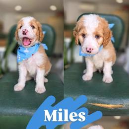 Miles - Yellow and white male Bernedoodle puppy in Wagener, South Carolina from Noble Friend Breeders LLC