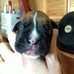 Boxer Puppies from Vintage Boxers
