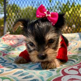 Pip - Blue and gold female Yorkshire Terrier puppy in Yuma, Arizona from Yuma Yorkie