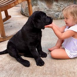 Labrador Retriever Puppies from Reve Labradors