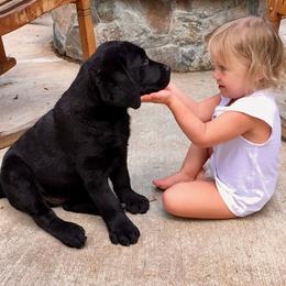 Labrador Retriever Puppies from Reve Labradors
