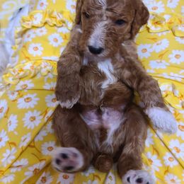 Poodle Puppies from Silly's Standard Poodles
