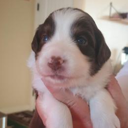 Puppy 2 - Red tri-color female Australian Shepherd puppy in Mayer, Arizona from Ms Priss Aussies