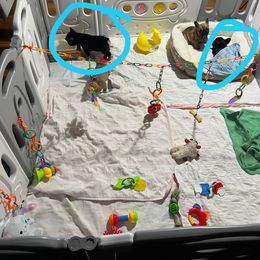 French Bulldog Puppies from Stratton Kennel