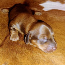 Dachshund All Grown Up from Bonner Miniature dachshunds