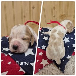 Flame - Lemon and white male English Springer Spaniel puppy in Freeland, Michigan from McNally's Springer Spaniels