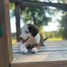 Hannah - Red tri female Miniature Australian Shepherd puppy in Doddridge, Arkansas from Huddleston Farm