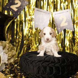 Island - Brown and white female Sheepadoodle puppy in Los Angeles, California from Exquisite Doodles