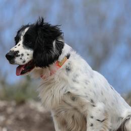 English Cocker Spaniels from Hawkeye Kennels