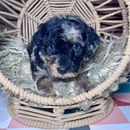 Poseidon - Merle male Labradoodle puppy in Kingston, Georgia from CC Familydoodles