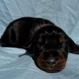 Archer - Black and rust male Doberman Pinscher puppy in Toney, Alabama from Bhon Mhuir Dobermanns