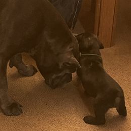 Cane Corso Puppies from RiverStone Gardens