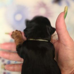 Yorkshire Terrier Puppies from YORKIE BY THE LAKE