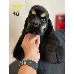 BB - Cocker Spaniel