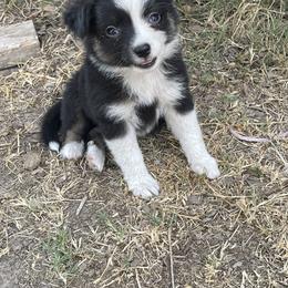 Australian Cattle Dog, Australian Shepherd, Companion Cross, and Miniature Australian Shepherd Puppies from MK Aussies