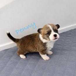 Penny - Red female Pembroke Welsh Corgi puppy in Yulee, Florida from Pembroke Welsh Corgis at Belle Haven