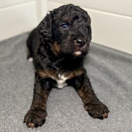 Loki - Tri-color male Bernedoodle puppy in Munster, Indiana from Miranda’s Sunshine Poodles and Doodles