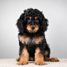 Cooper - Black and tan male Cavapoo puppy in Caldwell, Idaho from Boise Doodle Co.