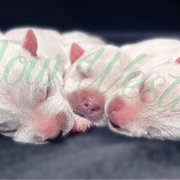 West Highland White Terrier puppies from Pixie Hollow Westies