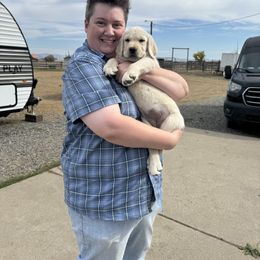 Labrador Retriever Puppies from SR Labrador Retrievers