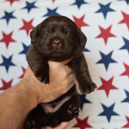 Boone - Chocolate male Labrador Retriever puppy in Williamston, South Carolina from Dutton Dog Co & Dalla Grazia Doberman