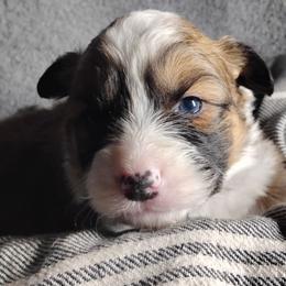 Blue Collar - Sable male Pembroke Welsh Corgi puppy in Yelm, Washington from Tolbolton Creek Corgis