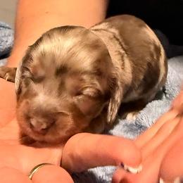 Princess - Gray (blue) and cream female Dachshund puppy in Glendale, Arizona from Collier Dachshunds