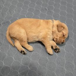 Blue Collar - Golden male Golden Retriever puppy in El Dorado Hills, California from Asperheim Golden Retriever Puppies