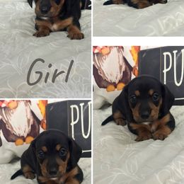 Pepper - Black and tan female Dachshund puppy in Tulsa County, Oklahoma from Willow Creek Miniature Dachshunds