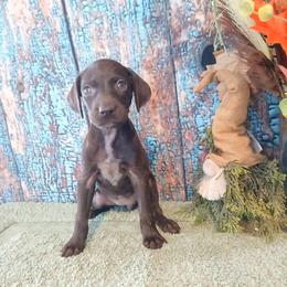Girl 3 - Liver and white female German Shorthaired Pointer puppy in Laporte, Minnesota from Northern Odyssey Gun Dogs