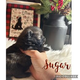 Pomeranian Puppies from Davis Poms