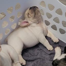 French Bulldog Puppies from Simply Kind Frenchies